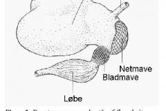 Droevtyggermave / Ruminant stomach