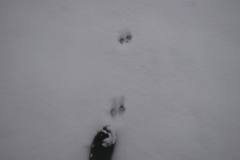 Maarhund-Soroe / Raccoon Dog