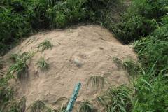 Naturgrav-sommergrav ræv -Terslev / Fox natural grave sommer