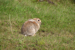 Islandsk kanin, 08.06.03