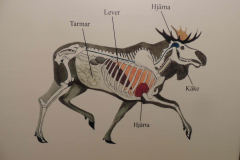Elgens anatomi / Moose anatomi