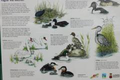 Fugleplanche-Lund-Sverige