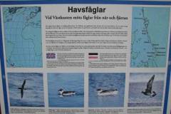 Havsfaaglar