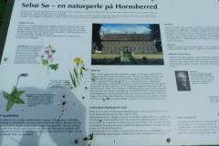 Selsoe-Soe-3