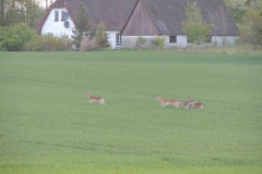 Ungt dåvildt trykket ud af ungskov, Giesegaard, 16.05.16