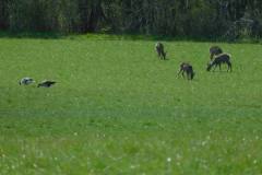 Nordsjælland, 21.04.21